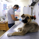 Kdo bo poskrbel za nujno veterinarsko pomoč?