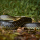 Herpetološko društvo: Več ugrizov ne pomeni več kač – ugriznejo le v skrajnem primeru