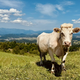 Krave se vračajo v dolino, Bohinj pa praznuje: čas je za kravji bal