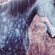 Duhovni nauki, ki se jih lahko naučimo od konjev