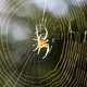 Ali nam pajki res prinašajo srečo? 10 dejstev, ki jih morate poznati