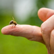 Kaj pomeni, če vas piči osa ali čebela? (Duhovni pomen)