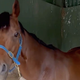Video, ki je raznežil svet: konj je po dolgih letih prvič na travniku