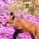 Video, ki ogreje srce: Mlada lisica se igra med cvetočimi rožami