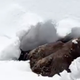 Poglejte, kako se medved prebudi iz hibernacije! (VIDEO)