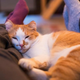 Kaj pomeni, če mačka spi poleg vas?