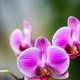Kako poskrbeti, da bodo vaše orhideje cvetele trikrat na leto