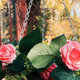 NARAVEN TRIK za lepše in bolj cvetoče ROŽE