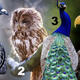 Test osebnosti, ki razkriva, KDO STE V RESNICI: izberite ptico ter odkrijte svoje prednosti in pomanjkljivosti