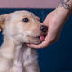 Kaj vam pes sporoča z lizanjem dlani?