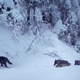 Kamera v zasneženem gozdu ujela redek prizor