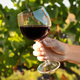 Peter Gönc: "Med vinogradom in steklenico je tisoč odločitev in vse vplivajo na vino"