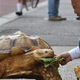 70-kilogramski želvak Bon-chan se sprehaja po ulicah Tokia