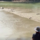 Nevaren avstralski prehod, ki ga zasedajo krokodili, dobil nadgradnjo #video