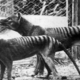 Ostanke zadnjega tasmanskega tigra našli v omari po 86 letih