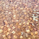 IMPRESIVNE PODOBE IZ TRSTA: Na stotine meduz prekrilo morje (FOTO)