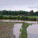 KGZS: Po deževju stanje na kmetijskih zemljiščih zlasti v Pomurju in Podravju katastrofalno