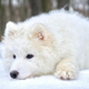 Snežni lepotci iz Sibirije