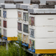 Velik uspeh za slovensko čebelarstvo