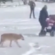 Volk sledil ženski, ki je v vozičku prevažala dojenčka #video