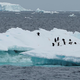 ARKTIČNI OCEAN BI LAHKO ŽE SEPTEMBRA OSTAL BREZ LEDU: Bo čez deset let brez celotna Arktika?