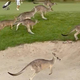 Na stotine kengurujev vdrlo na igrišče za golf: "To je stampedo" #video