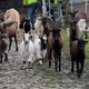 Neverjetno, koze pomagajo pripravljati traso znamenite kolesarske dirke #video