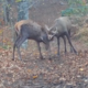 Posnetek iz gozda razkriva srdit spopad jelenjih samcev