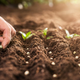 Kdaj je najprimernejši čas za sejanje in sajenje na vrtu?