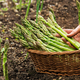 Šparglji z domačega vrta: kako jih gojiti?