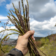 Divji šparglji: kje rastejo in koliko jih lahko naberete?