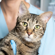 Dejstva o mačkah, za katera si veterinarji želijo, da jih veste