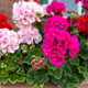 Kako pravilno saditi pelargonije za bujno cvetenje vso sezono