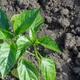 Zakaj paprika in jajčevci maja še vedno mirujejo ter kako jih spodbuditi?