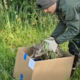 Uspavati so morali dva mladička, nato izvedli iskalno akcijo #video