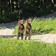 Gozdar naletel na medvedko z mladičema, en prizor ga je raznežil #video