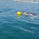 Hrvaška: Delfin Oliver se igra z otroki, prizori obnoreli splet #video