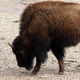 Šokanten napad v Yellowstonu: ogromen bizon napadel turista #video