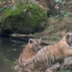 Iz ljubljanskega živalskega vrta delili nov prisrčen posnetek malih rastočih tigric #video