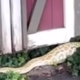V lopi jo je pričakal dvometrski piton z otečenim trebuhom: poglejte, kaj je pojedel #video