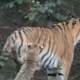 Male tigrice v ZOO Ljubljana ne dajo mami niti trenutka miru #video