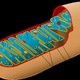 Veliki filter vključitev mitohondrijev v prokariontsko celico?