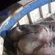 Ribič Marko ulovil poltonskega morskega psa (VIDEO)