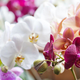 Nasveti, da bo orhideja še lepša