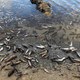Pomor rib in škampov v Španiji