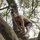 Uči plezanje po Tarzanovo in vabi na razvejana drevesa (FOTO)