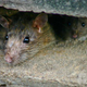 Bralec v središču Ljubljane opazil ogromne podgane, inšpektorat odgovarja