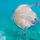 Meduze opustošile ribiške mreže (FOTO)