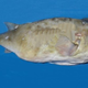 Groza v morju: morilsko ribo ujeli v Jadranu! (FOTO)