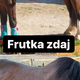 Poniji v lastnih iztrebkih, konji z ranami in zlomi?! (FOTO)